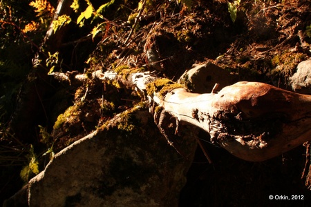 Прибирання озера Несамовитого